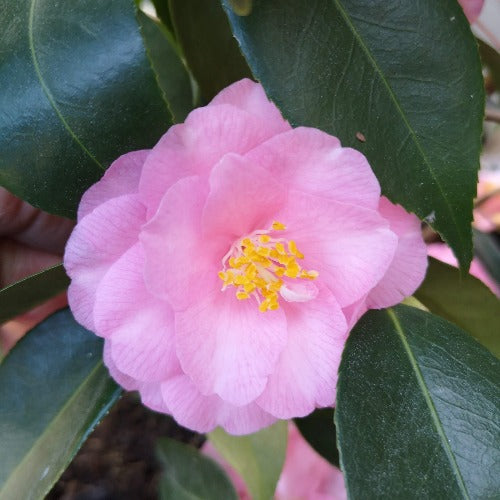 Camellia Spring Festival (cuspidata hybrid)