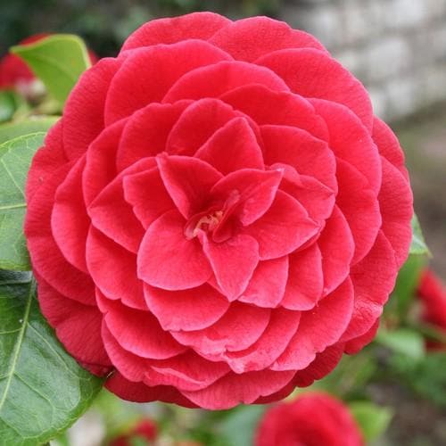 Camellia Black Lace - Future Forests