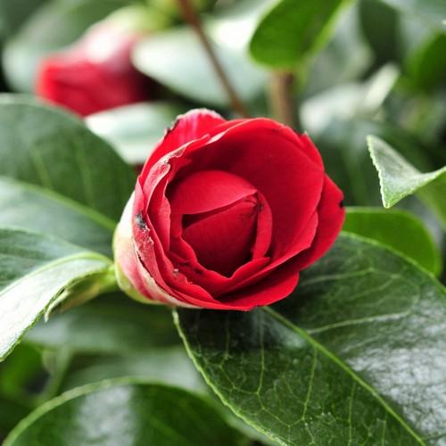 Camellia Black Lace - Future Forests