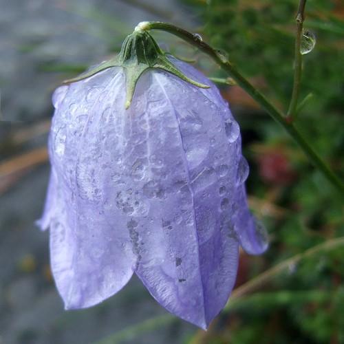 Campanula rotundifolia - Future Forests