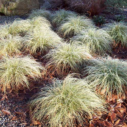 Carex comans Frosted Curls