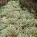 Carex comans Frosted Curls