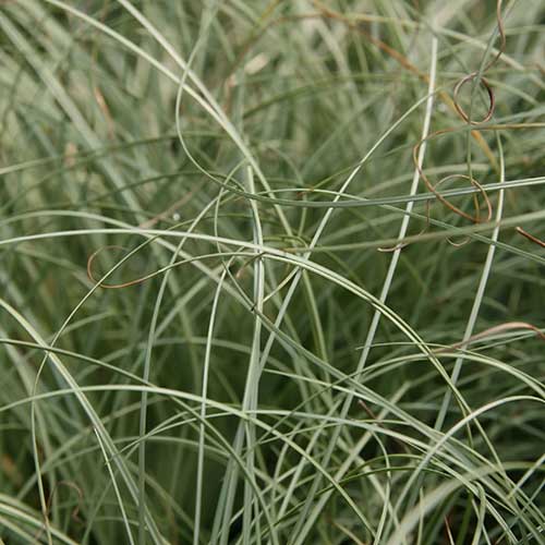 Carex comans Frosted Curls