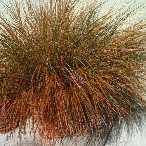 Carex testacea