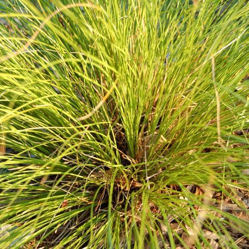 Carex testacea