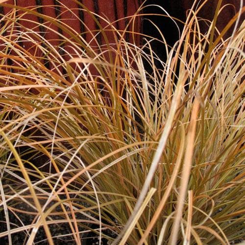 Carex testacea