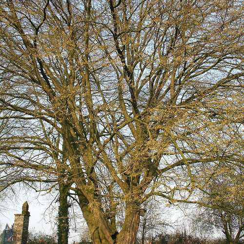 Carpinus betulus - Hornbeam - Future Forests