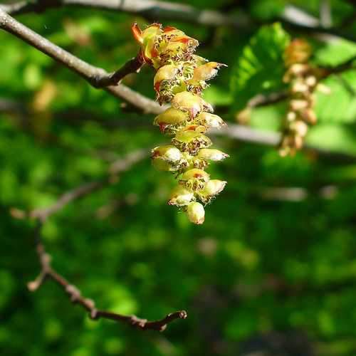Carpinus betulus - Hornbeam - Future Forests