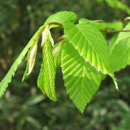 Carpinus betulus - Hornbeam - Future Forests