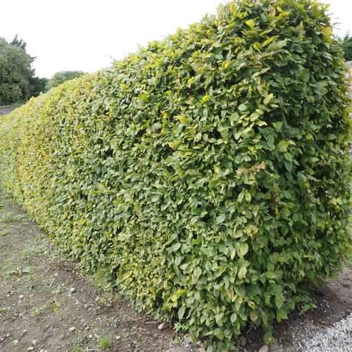 Carpinus betulus - Hornbeam - Future Forests
