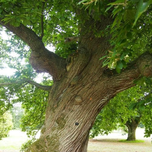 Castanea Sativa - Future Forests