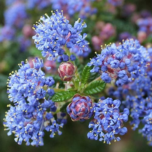 Ceanothus Blue Mound