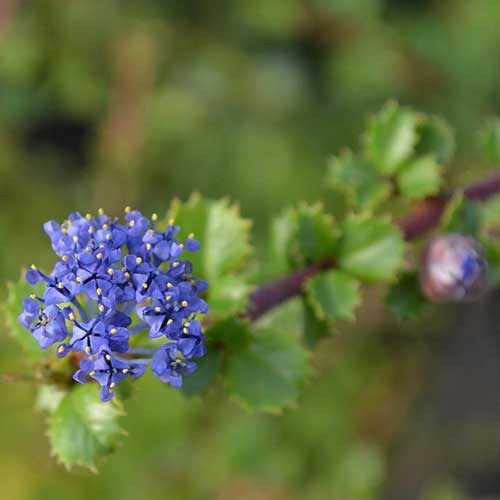 Ceanothus gloriosus var. exaltatus Emily Brown