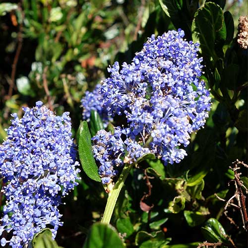 Ceanothus gloriosus var. exaltatus Emily Brown