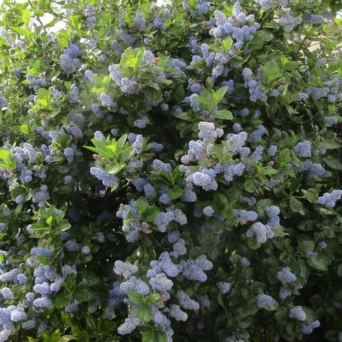 Ceanothus Trewithen Blue - Future Forests