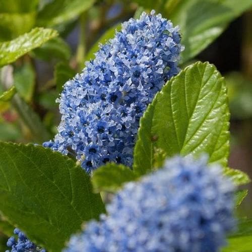 Ceanothus Trewithen Blue - Future Forests