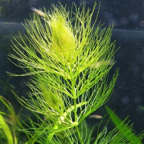 Ceratophyllum demersum - Future Forests