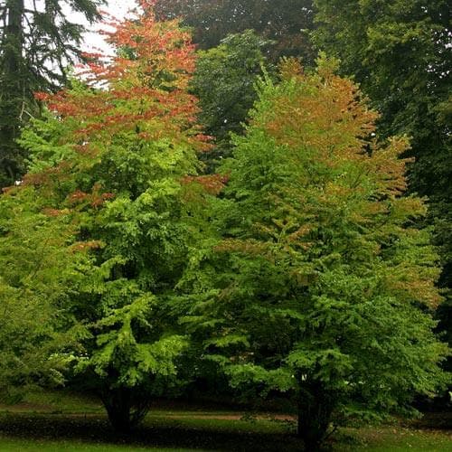 Cercidiphyllum japonicum - Future Forests