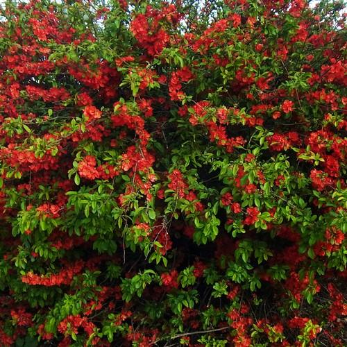 Mixed Flowering Hedge