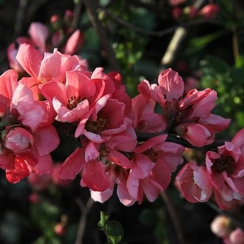 Chaenomeles x superba Pink Lady - Future Forests