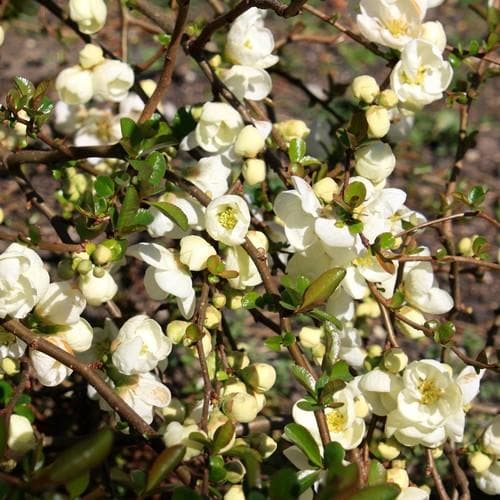 Chaenomeles x superba Jet Trail - Future Forests