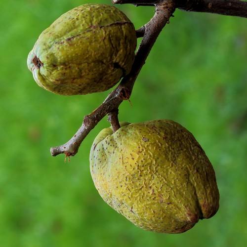 Chaenomeles x superba Nicoline - Future Forests