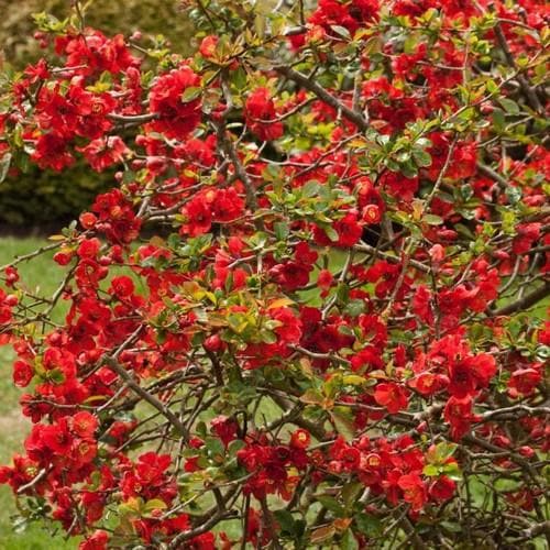 Chaenomeles x superba Nicoline - Future Forests