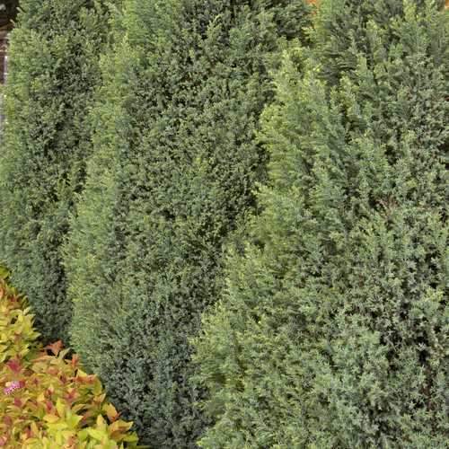 Chamaecyparis lawsoniana Snow White - Future Forests