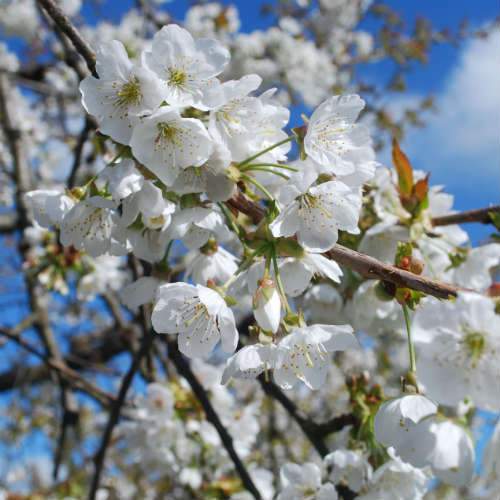 Cherry Early Rivers - Future Forests
