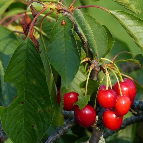 Cherry Morello - Future Forests