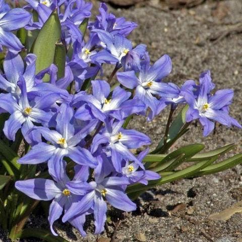 Chionodoxa luciliae - Future Forests
