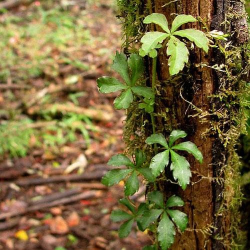 Cissus striata - Future Forests