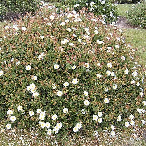 Cistus x obtusifolius