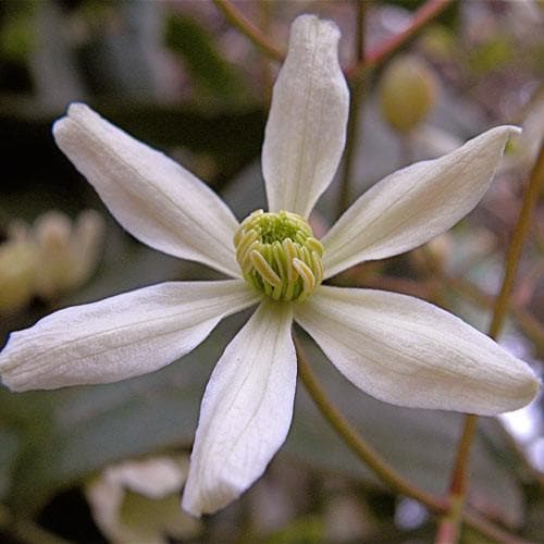 Clematis Armandii - Future Forests