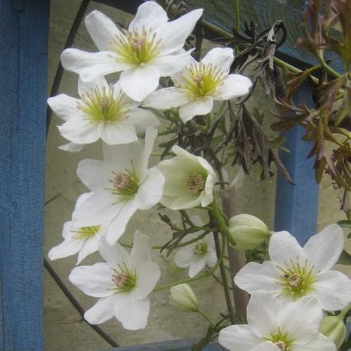 Clematis Early Sensation - Future Forests