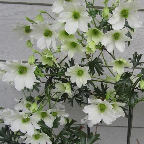 Clematis Early Sensation - Future Forests