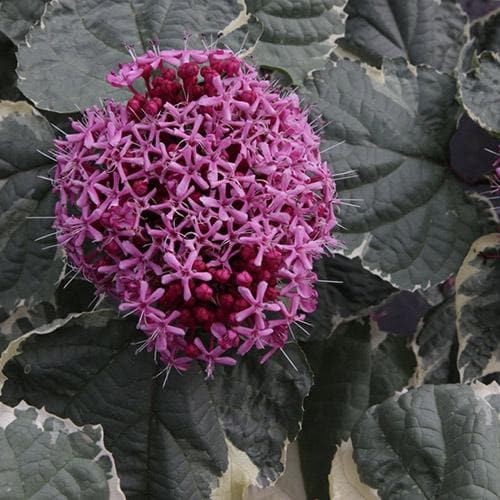 Clerodendrum bungei Pink Diamond
