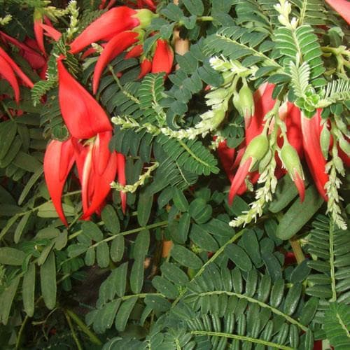 Clianthus  puniceus - Future Forests
