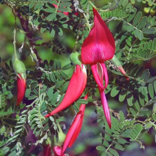 Clianthus  puniceus - Future Forests