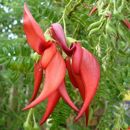 Clianthus  puniceus - Future Forests