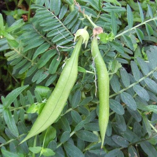 Clianthus  puniceus - Future Forests