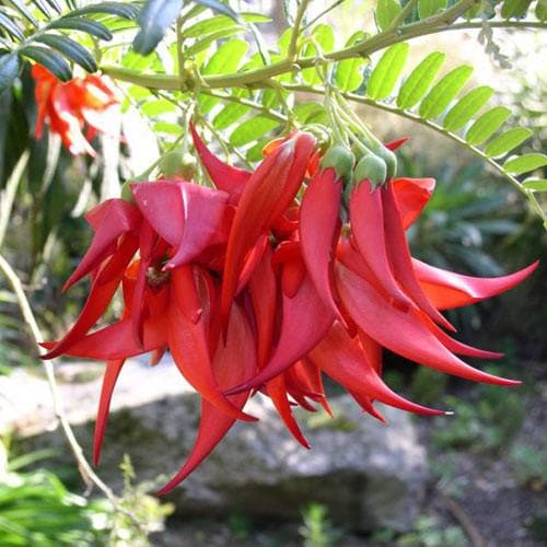 Clianthus  puniceus - Future Forests