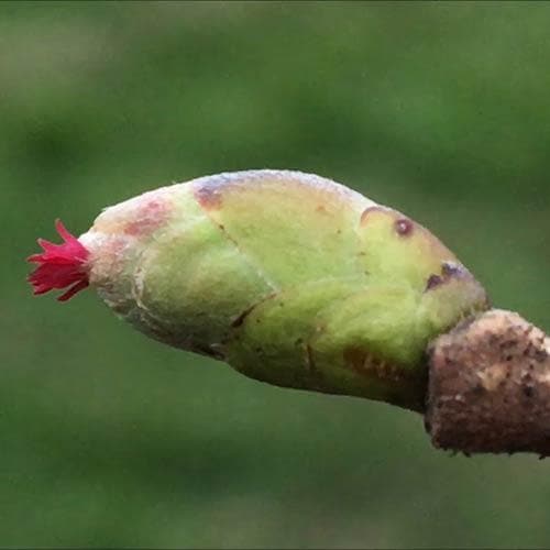 Filbert - Corylus maxima Kentish Cob