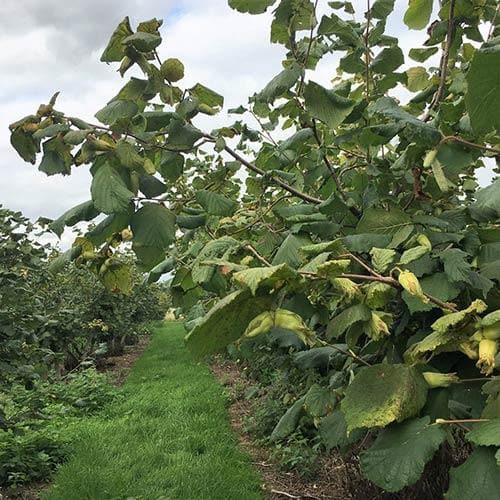 Filbert - Corylus maxima Kentish Cob