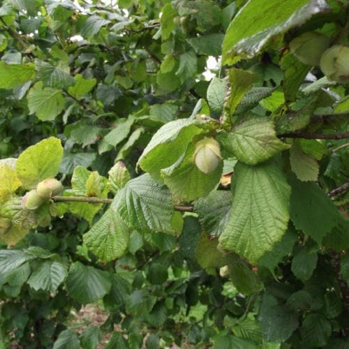Cobnut Webb’s Prize Cob - Future Forests
