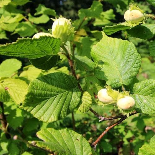 Cobnut Webb’s Prize Cob - Future Forests