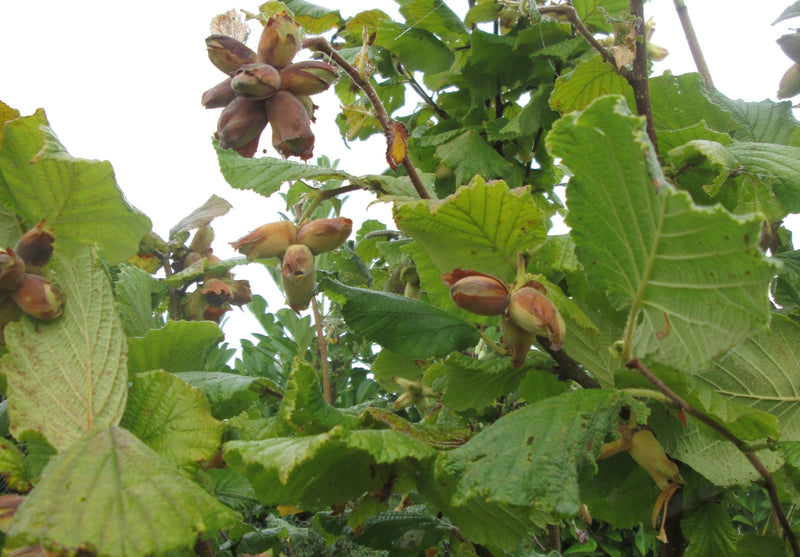 Cobnut Nottingham - Future Forests