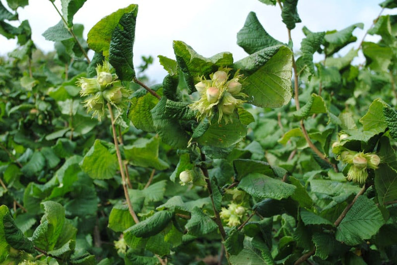 Cobnut Nottingham - Future Forests