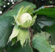 Cobnut Nottingham - Future Forests