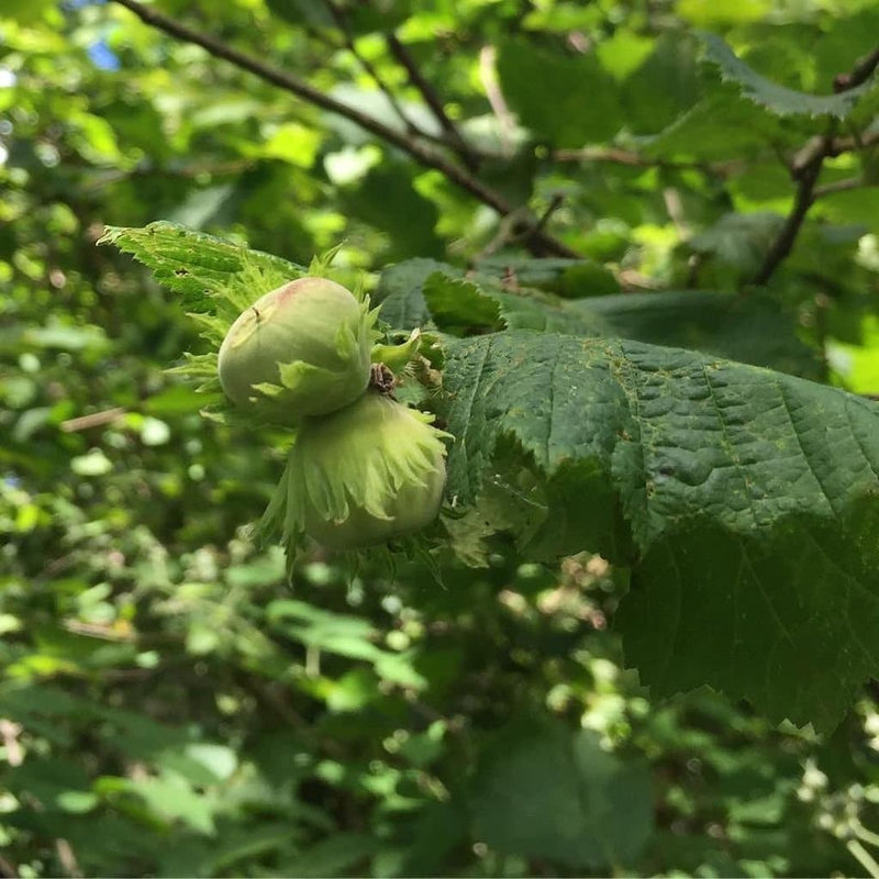 Cobnut Nottingham - Future Forests